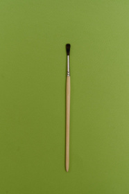 Белка (сосновка) круглая